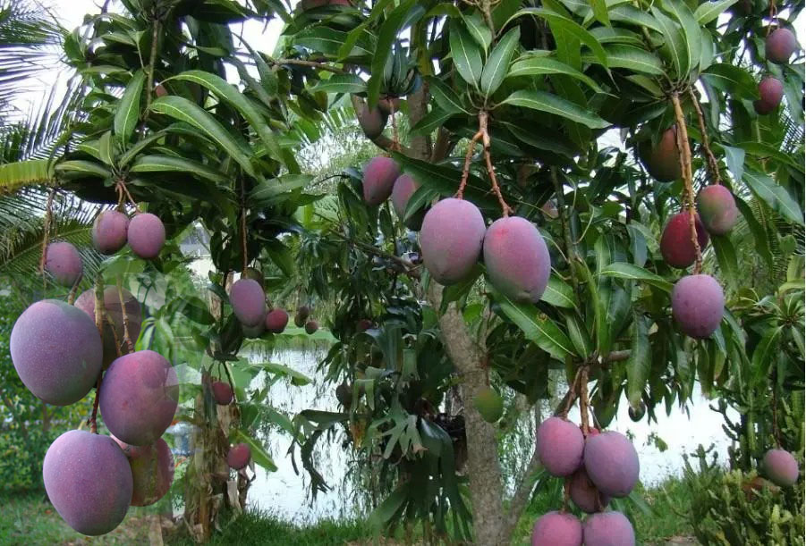 زراعة المانجو  Mango